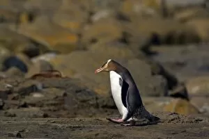 Yellow-eyed Penguin - adult walking over rocks to cover the distance from the ocean to its nest hidden in the coastal
