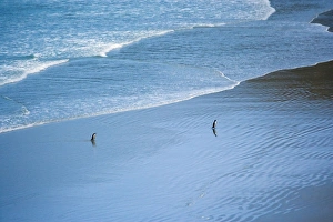 Penguins Collection: Yellow-eyed Penguin two adults coming ashore at dusk to feed their chicks which are hidden in