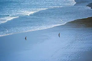 South Island Prints: Yellow-eyed Penguin two adults coming ashore at dusk to feed their chicks which are hidden in the coastal vegetation