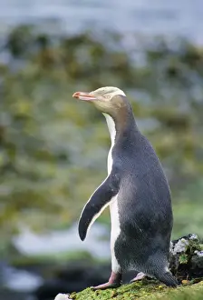 New Zealand Prints: Yellow-eyed Penguin Auckland Islands New Zealand