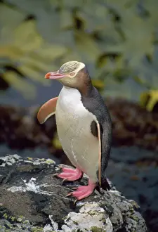 Yellow-eyed Penguin Auckland Islands New Zealand