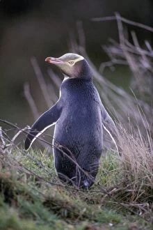 Images Dated 4th November 2008: Yellow-eyed Penguin - New Zealand