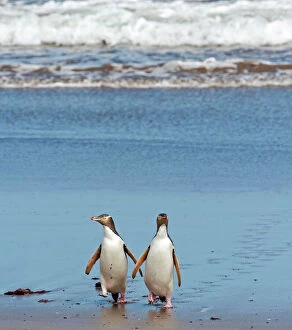 Walking Gallery: Yellow-eyed Penguins adults on the beach coming