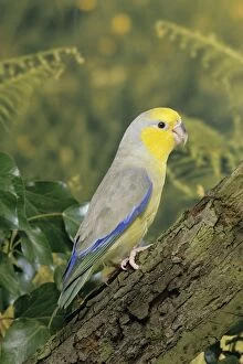 Images Dated 8th November 2010: Yellow-faced Parrotlet - Maranon Valley - Libertad - Peru