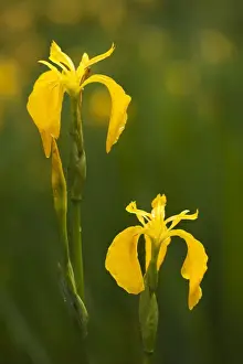 Iris Prints: Yellow Flag - flowering - June - Cannock Chase, Staffordshire, England