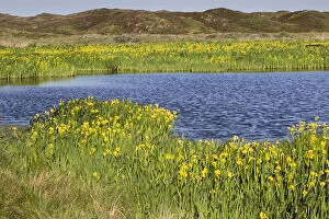 Yellow Flag Iris - flowering around edge of lake, Island of Texel, The Netherlands Date: 11-Feb-19