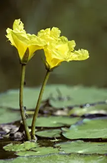 Water Plant Prints: Yellow floating heart