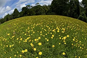Fish Eye Prints: Yellow flowers in meadow - fisheye lens - Otway National Park - Australia