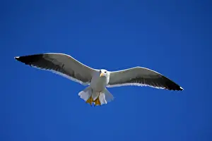 Yellow-footed Gull - adult - Soaring Sonora - Mexico