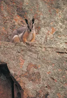 Yellow-footed Rock Wallaby - South Australia - Marsupial - Now common only in the Flinders Ranges-SA - Inhabits dry country in rocky areas - Protected - Populations have declined due to predation by man (for fur)