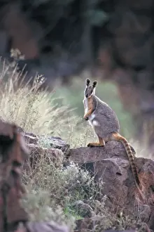 Endemic Prints: Yellow-footed Rock Wallaby - South Australia - Marsupial - Now common only in the Flinders Ranges-SA - Inhabits dry