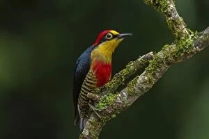 Images Dated 8th September 2014: Yellow-fronted Woodpecker, Atlantic Forest, Sao