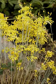 Garlic Prints: a yellow garlic, Allium flavum ssp. glaucium, from South Europe