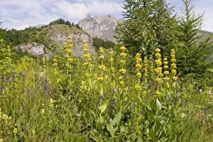 Montane Collection: Yellow Gentian - in flowery meadow in the Narreyroux valley, the Ecrins National Park
