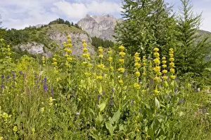 Conservation Prints: Yellow Gentian - in flowery meadow in the Narreyroux valley