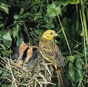 Images Dated 21st April 2010: Yellow Hammer - adult at nest with chicks