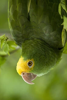 Headed Gallery: Yellow-headed Amazon Parrot (Amazona oratrix)