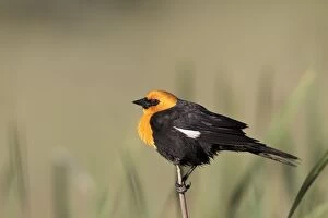 Images Dated 5th July 2010: Yellow-headed Blackbird - adult male in breeding plumage in July - Colorado - USA