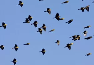 Images Dated 21st December 2008: Yellow-headed Blackbirds - Flock in flight - Winter