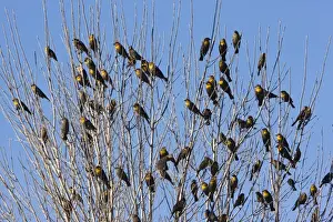 Yellow-headed Blackbirds - Flock perched in tree - Winter - South-east Arizona USA