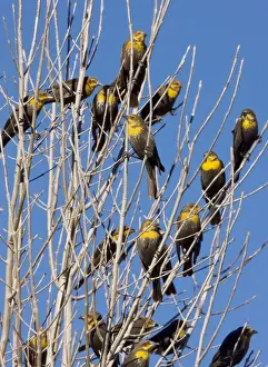 Yellow-headed Blackbirds - Flock perched in tree - Winter - South-east Arizona USA
