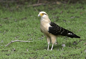 Images Dated 21st April 2004: Yellow-Headed Caracara Llannos, Venezuela