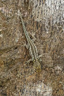 Headed Gallery: Yellow-headed Dwarf Gecko / Dwarf Yellow-headed Gecko