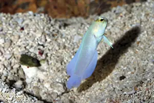 Caribbean Prints: Yellow-headed Jawfish displaying outside its burrow on sea floor