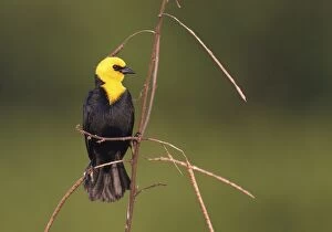 Images Dated 30th April 2004: Yellow hooded Blackbird