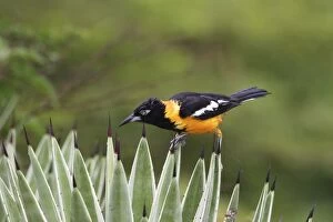 Images Dated 5th February 2005: Yellow-hooded Blackbird. Coro Peninsula - Venezuela