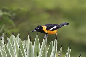 Yellow-hooded Blackbird. Coro Peninsula - Venezuela