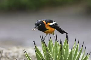 Images Dated 5th February 2005: Yellow-hooded Blackbird - with insect in beak. Coro Peninsula - Venezuela