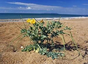 Images Dated 26th July 2007: Yellow Horned Poppy - on beach Lulworth, Dorset, UK