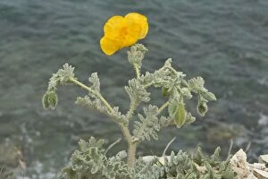 Images Dated 10th April 2014: Yellow Horned Poppy in flower with the sea behind