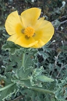 Images Dated 20th December 2006: Yellow Horned Poppy Lesbos, Greek island