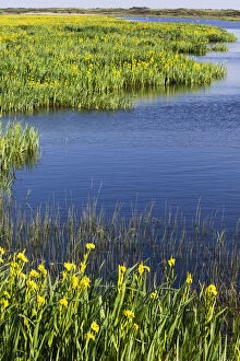 Yellow Iris - flowering on edge of lagoon, Island of Texel, the Netherlands Date: 11-Feb-19