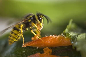 Images Dated 27th March 2013: Yellow Jacket munching on Salmon
