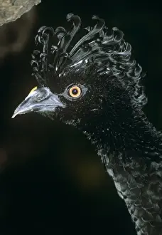 Curassows Prints: Yellow-knobbed Curassow