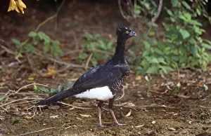Yellow-knobbed Curassow - female North Venezuela