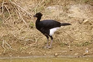 Images Dated 19th July 2007: Yellow-knobbed Curassow Venezuela