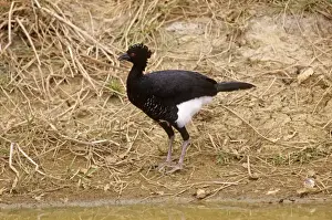 Yellow-knobbed Curassow Venezuela