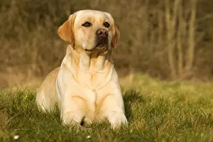 Yellow Labrador