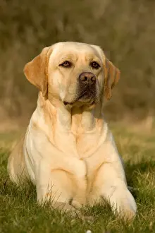 Gudogs Prints: Yellow Labrador