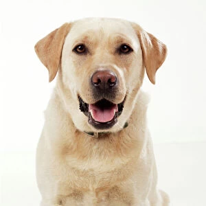 Nose Collection: Yellow Labrador Dog