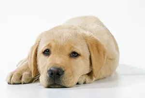 Dog Labrador 8 week old puppy