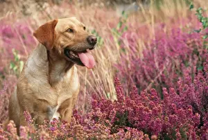 Yellow Labrador Dog JD 11300E In Heather © John Daniels / ardea. com