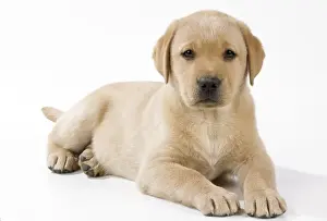 Yellow Labrador Dog - puppy 9 weeks old