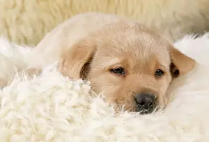 Labrador Prints: Yellow Labrador Dog - puppy on sheepskin rug