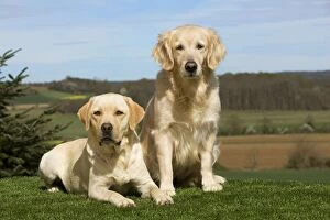 Images Dated 5th April 2011: Yellow Labrador Dogs
