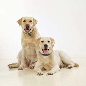 Images Dated 25th February 2009: Yellow Labrador Dogs